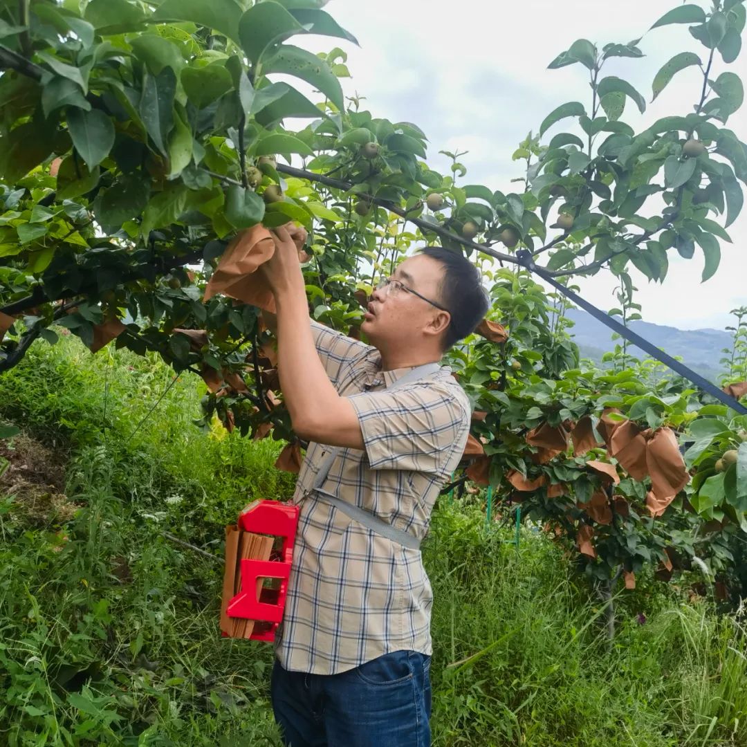 许生为秋月梨套袋。