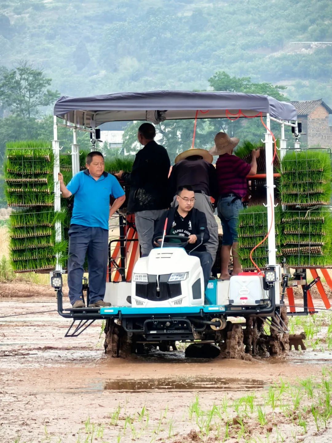 许生驾驶抛秧机进行抛秧作业。