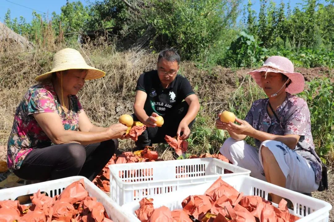 2024年,许生(中间)在选择秋月梨售卖(资料图)。