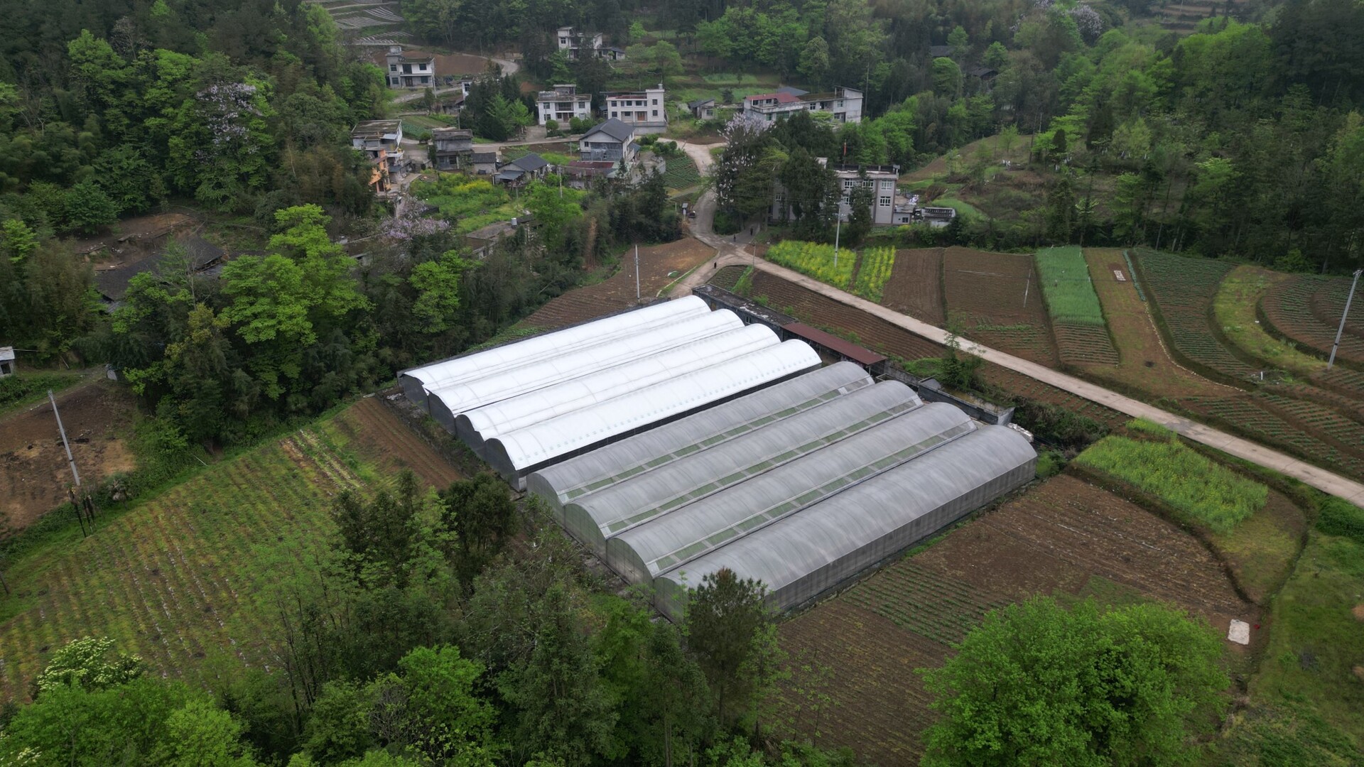 黔江区濯水镇赤松茸基地
