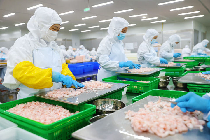 在位于武陵山区的重庆佳加荣食品有限公司的车间内,工人对经陆海联运送达的北极甜虾进行加工处理(4月19日摄)。新华社发(杨敏 摄)