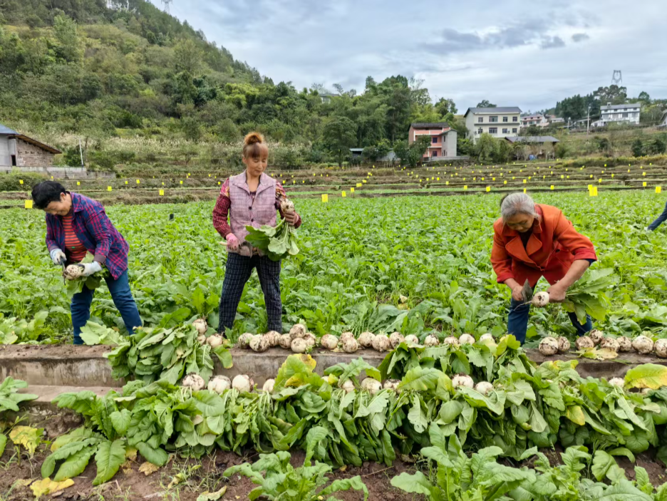 重庆市綦江区赶水镇石房村村民正在收割草蔸萝卜。受访者供图 85a48af2538ae5d12a1a03f95017e03.png