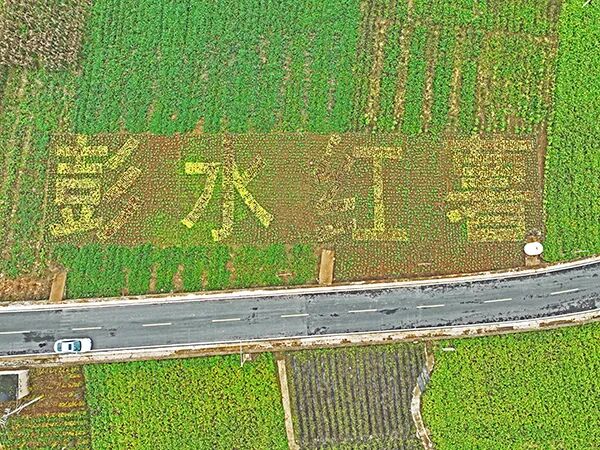 重庆市彭水苗族土家族自治县平安镇平安社区红薯种植基地。受访者供图