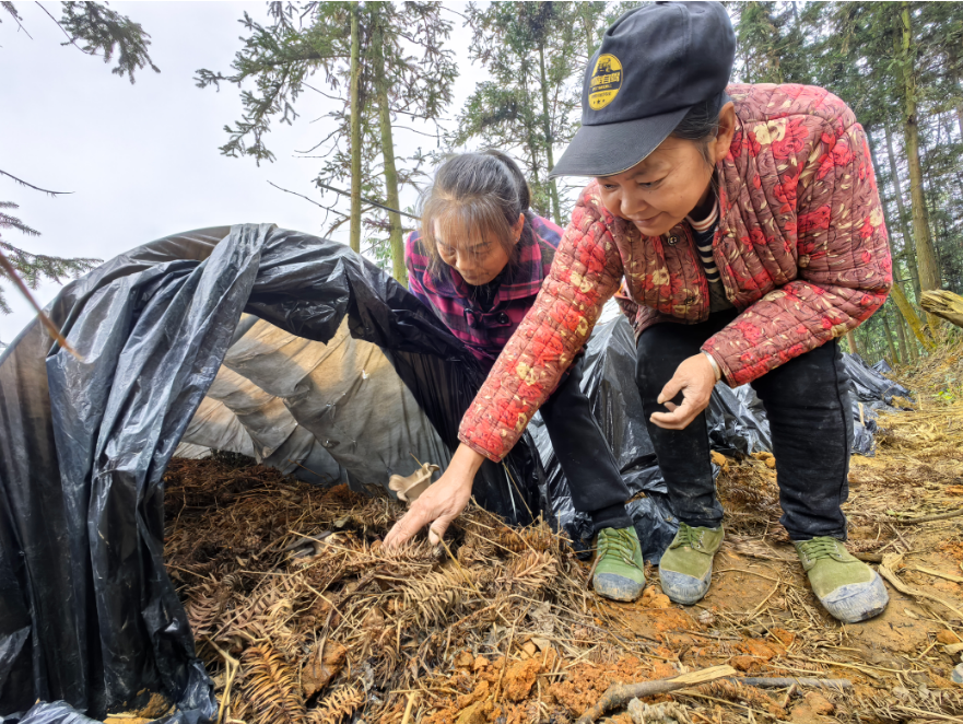 2026年2月2日,石元英(左边)正和工友查看菌菇生长情况。当代党员杂志社记者 曾敬 摄