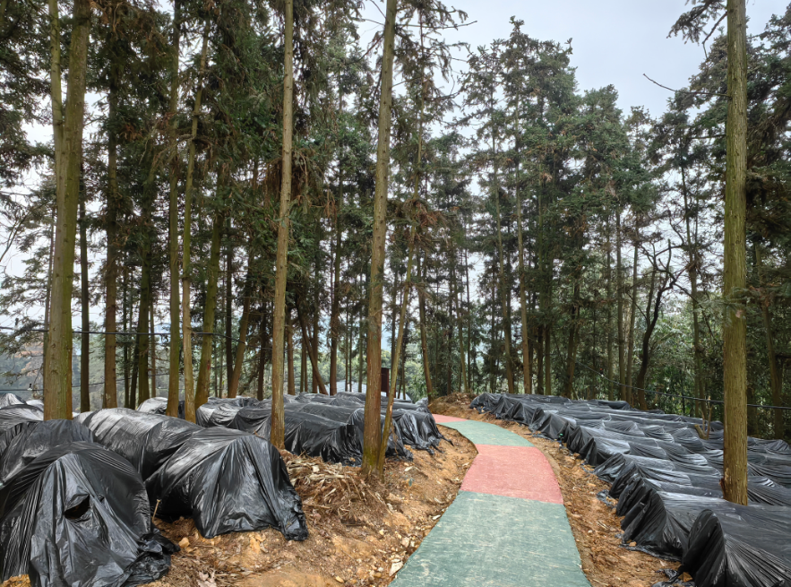 2026年2月2日,菌菇基地里,黑色的菌菇种植棚布满山林。当代党员杂志社记者 曾敬 摄