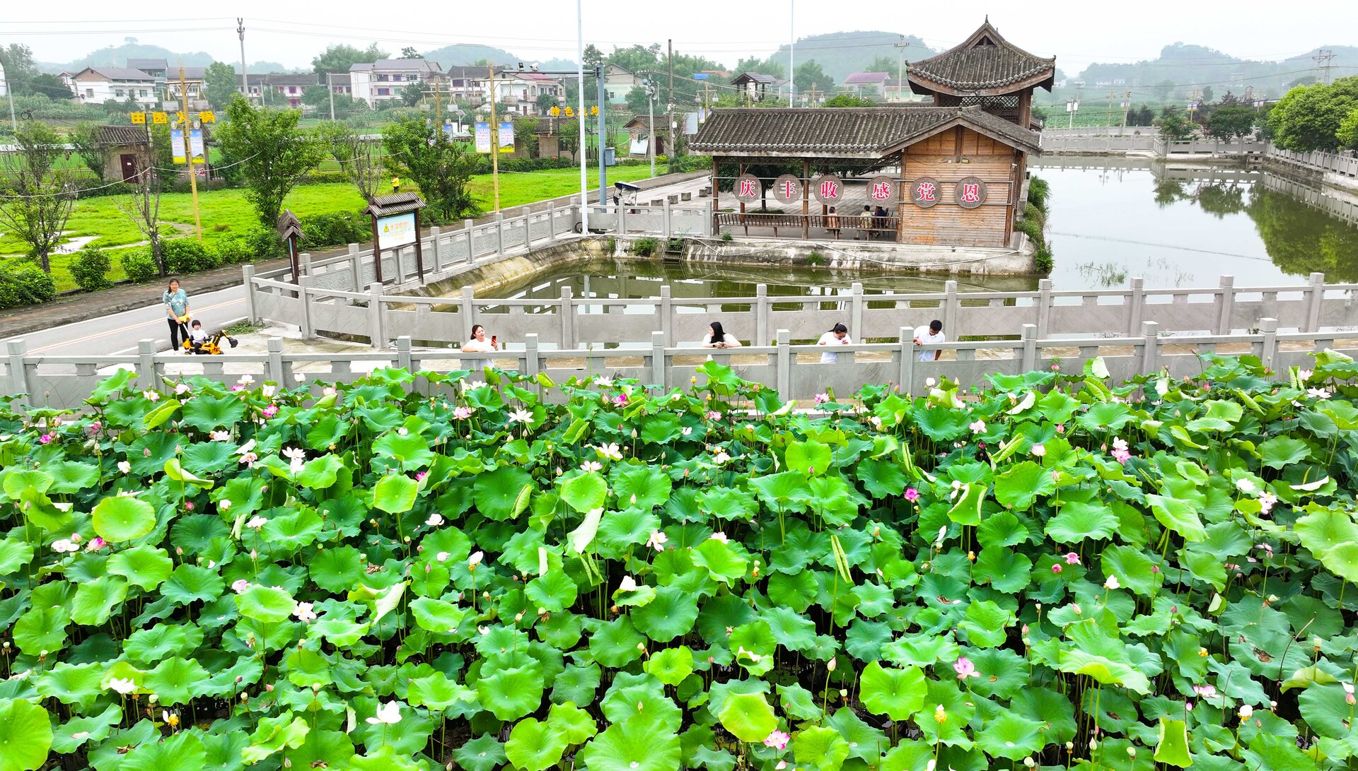 2025年6月10日，重庆市垫江县沙坪镇毕桥村，盛开的荷花扮靓乡村景，引来游客观赏。1.jpg