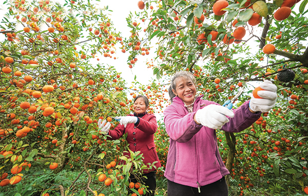 重庆市巴南区云纂山红柠檬喜获丰收。 (2).jpg
