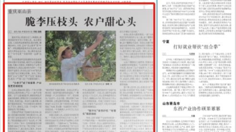 农民日报看重庆｜巫山县：脆李压枝头　农户甜心头