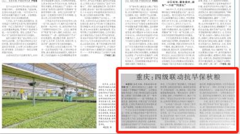 农民日报看重庆｜四级联动抗旱保秋粮