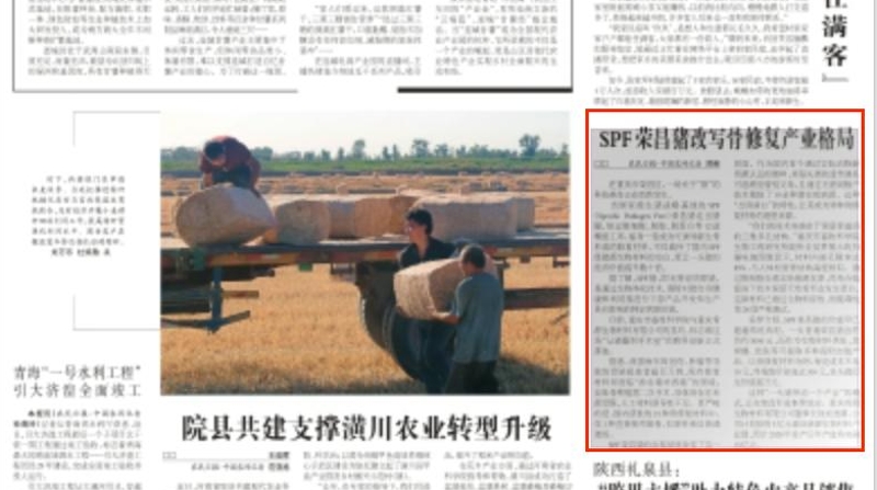 农民日报看重庆｜SPF荣昌猪改写骨修复产业格局