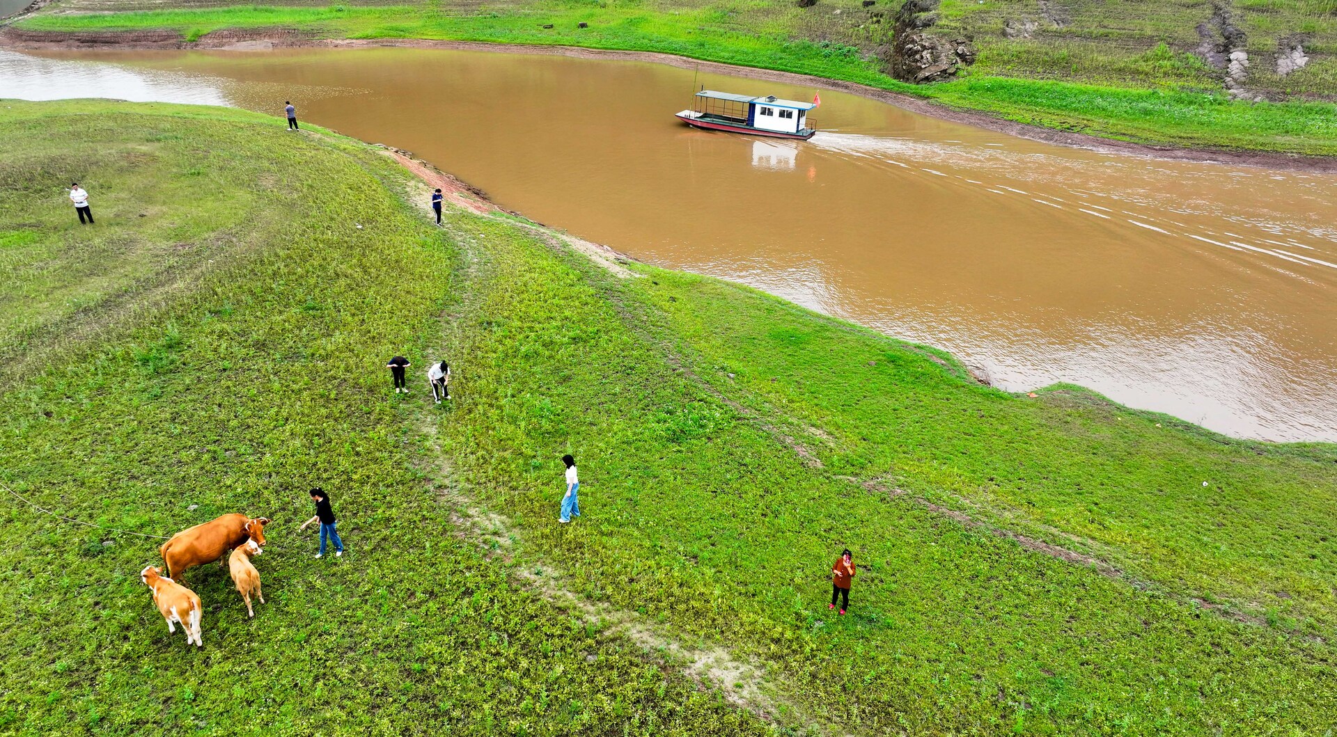 2025年6月4日，重庆市垫江县三溪镇向前村长寿湖尾端，游船、玩耍的游客和岸边的牛群相映成景。1.jpg