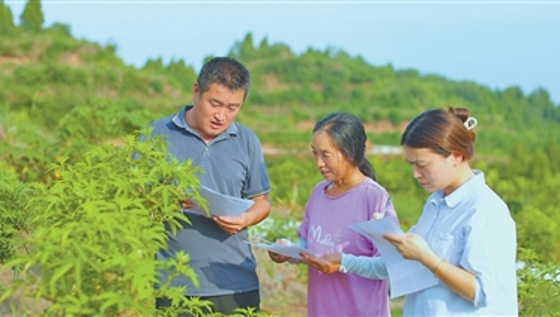 人民日报看重庆｜潼南区双江镇：花椒基地来了位“张技术”