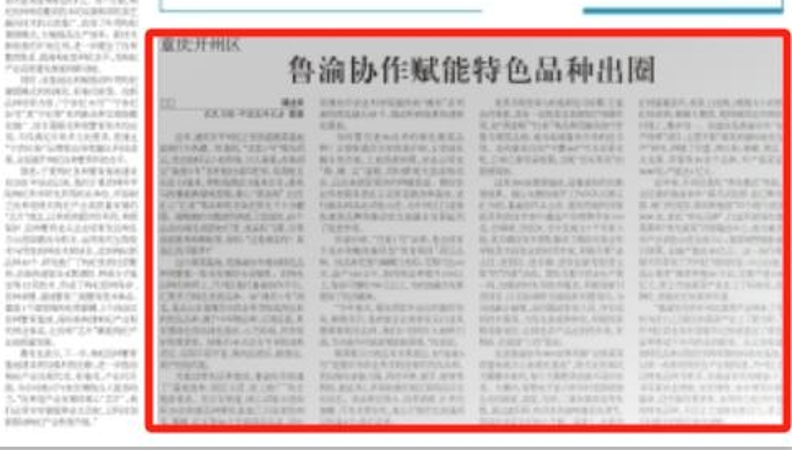 农民日报看重庆｜开州：鲁渝协作赋能特色品种出圈