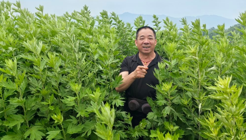 新华社看重庆｜垫江：变草为宝种出致富路