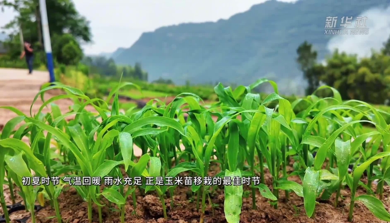 新华社看重庆｜奉节：全程社会化服务助力33万亩玉米移栽
