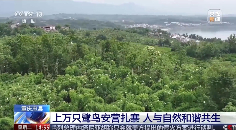 央视新闻看重庆｜忠县：上万只鹭鸟安营扎寨 人与自然和谐共生