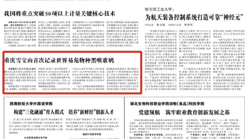 光明日报看重庆｜雪宝山首次记录世界易危物种黑喉歌鸲