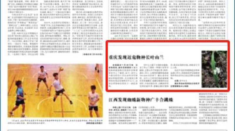 光明日报看重庆｜巫溪发现近危物种长叶山兰