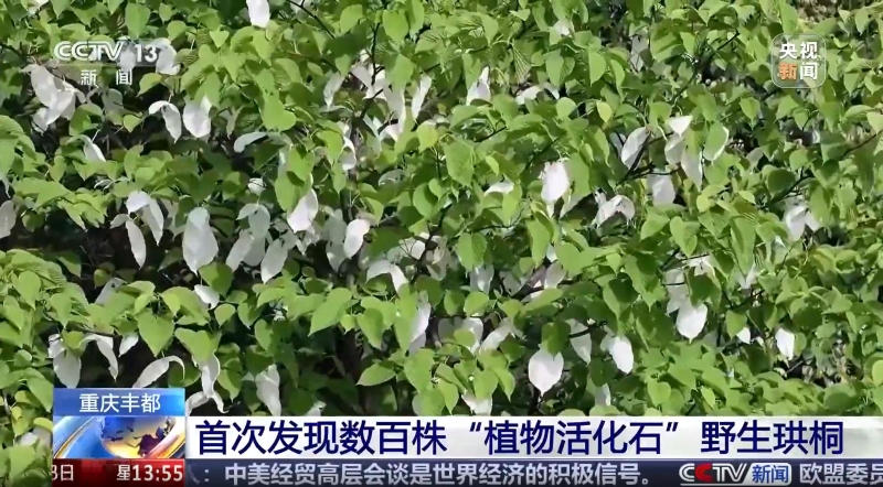 央视新闻看重庆｜丰都：首次发现数百株“植物活化石”野生珙桐