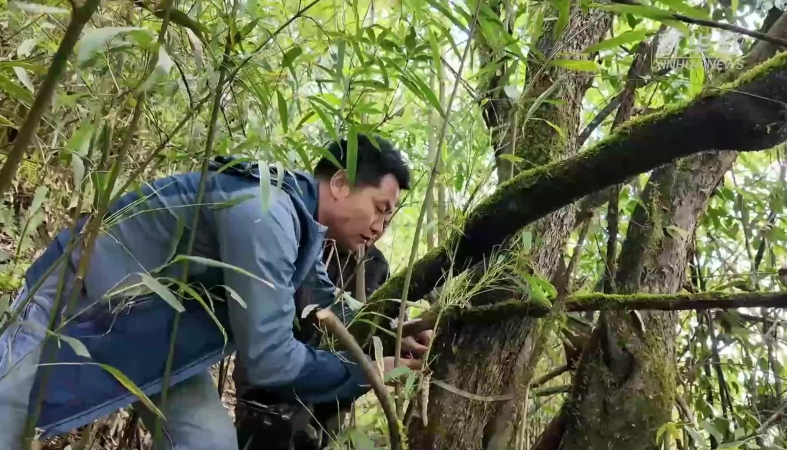 新华社看重庆｜丰都发现数百株“植物活化石”珙桐