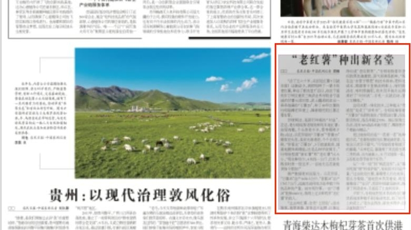 农民日报看重庆｜“老红薯”种出新名堂