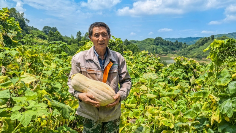 新华社看重庆｜垫江：“土疙瘩”变增收“金招牌”