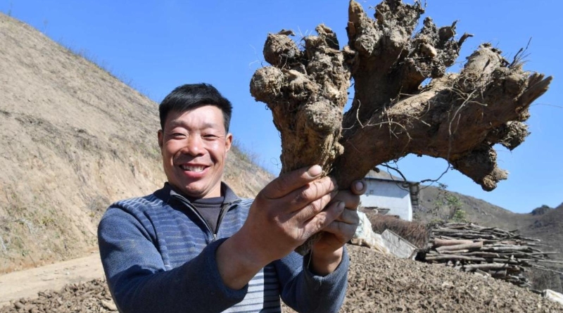 新华社看重庆｜开州：木香产业托起“稳稳的幸福”