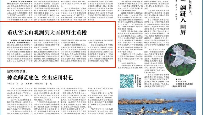 光明日报看重庆｜雪宝山观测到大面积野生重楼