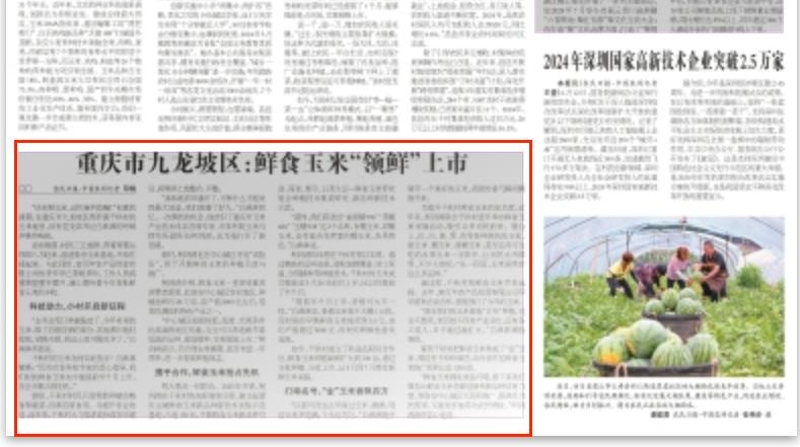 农民日报看重庆｜九龙坡区：鲜食玉米“领鲜”上市