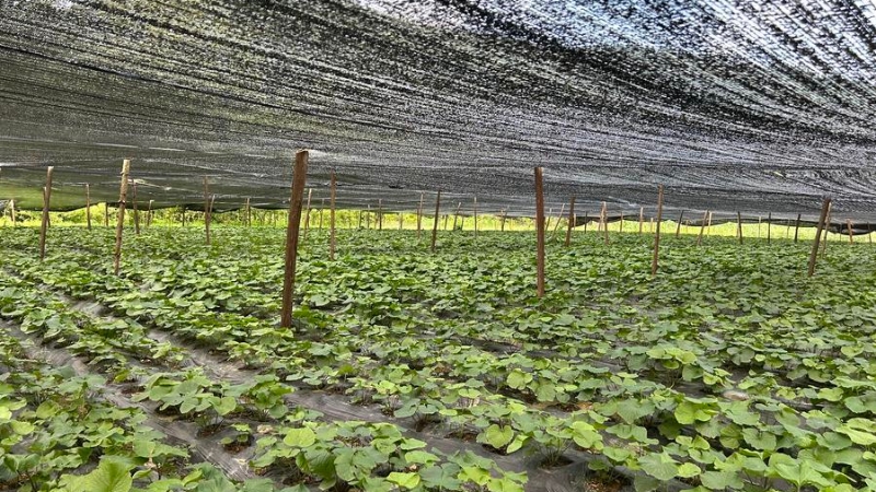 新华社看重庆｜武陵山区的山葵产业发展试验