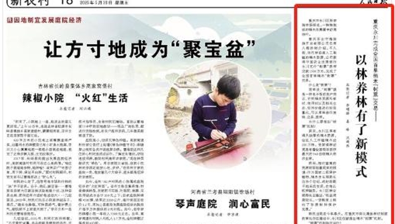 人民日报看重庆｜永川：完成全国首单楠木“树票”交易——以林养林有了新模式