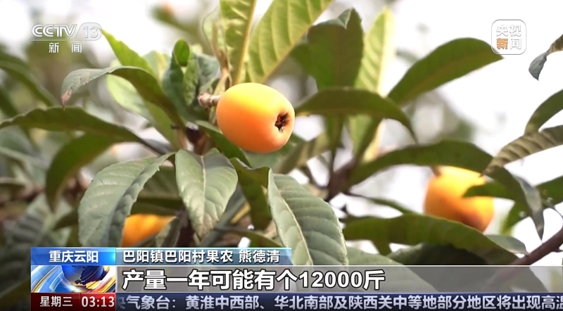 央视新闻看重庆｜云阳：枇杷成熟上市 品质优良促增收