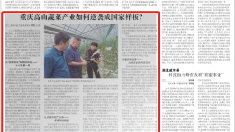 农民日报看重庆｜高山蔬菜产业如何逆袭成国家样板？