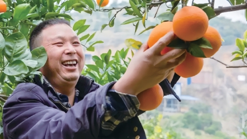 农民日报看重庆｜奉节：上演一段强村富民的“橙色传奇”