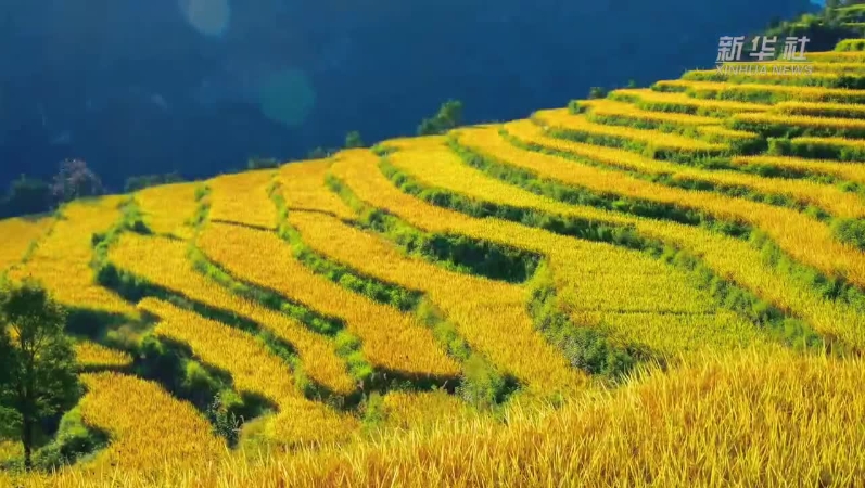 新华社看重庆｜丰都：悬崖梯田染金　丰收美景入画