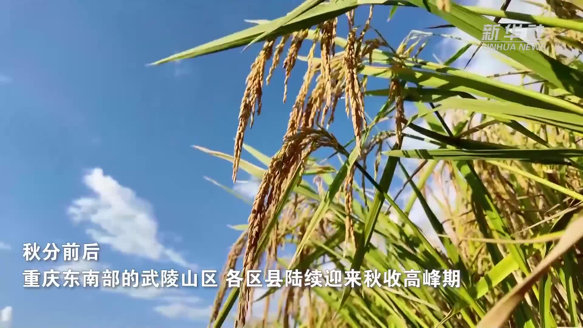 新华社看重庆｜武陵山间秋收忙