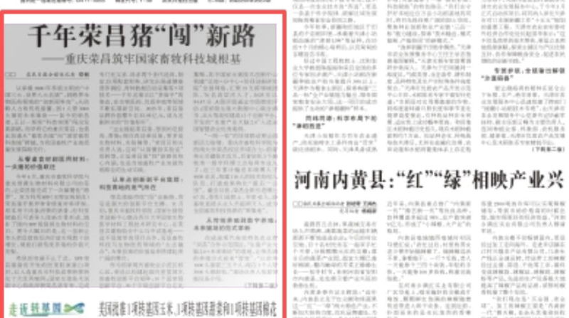 农民日报看重庆｜千年荣昌猪“闯”新路