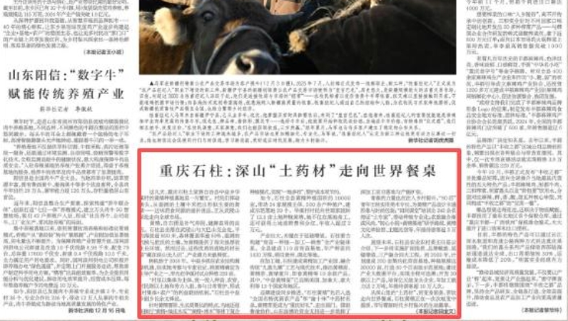 新华每日电讯看重庆｜石柱：深山“土药材”走向世界餐桌