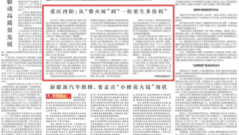 新华每日电讯看重庆｜酉阳：从“柴火树”到“一粒果生多份利”