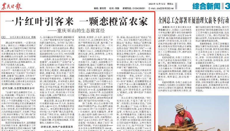 农民日报看重庆｜巫山：一片红叶引客来 一颗恋橙富农家