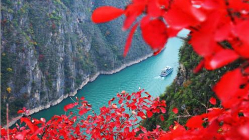 人民日报看重庆｜巫山巧打“红叶”牌 带火秋冬游