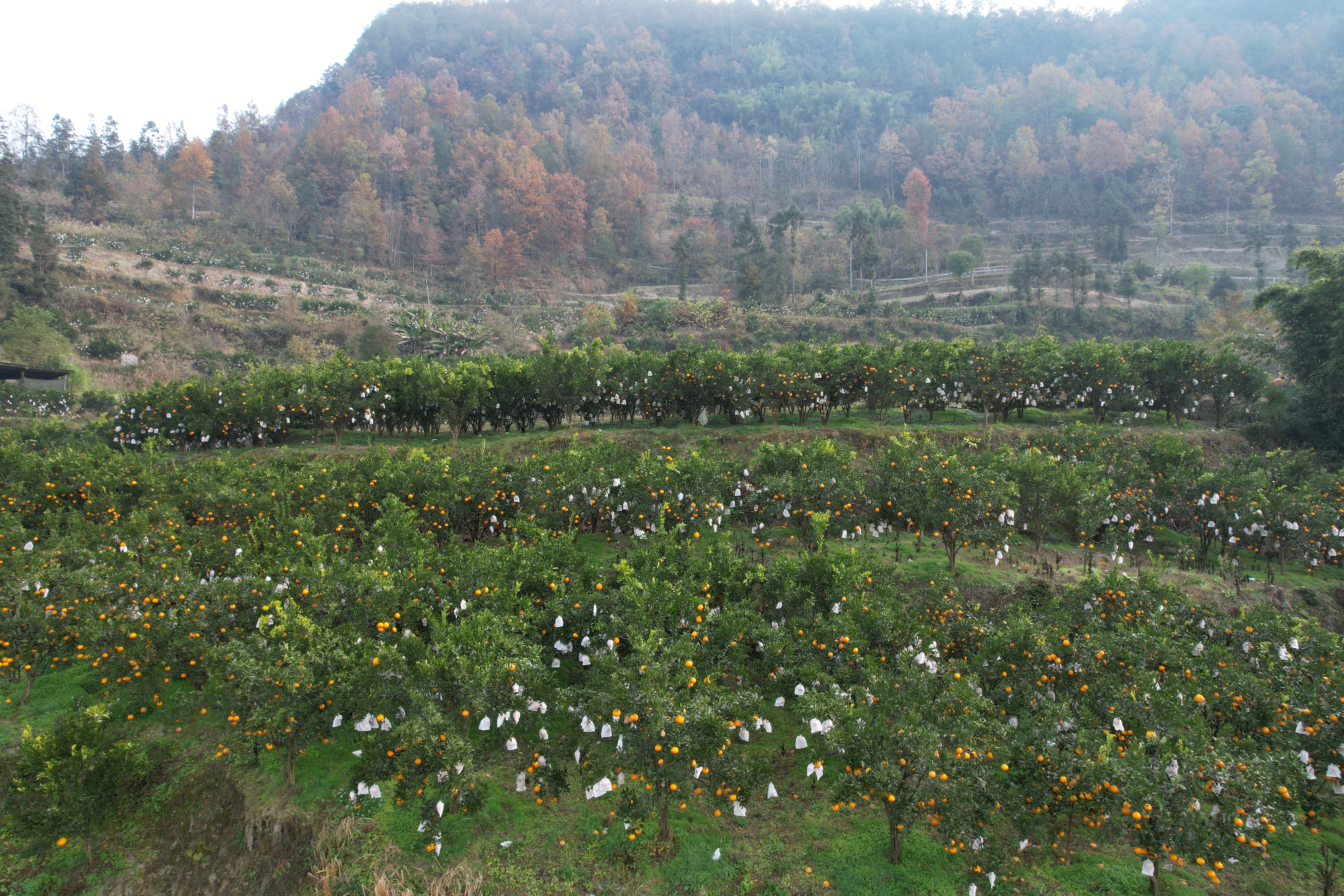 图片说明：柑橘林远景.JPG