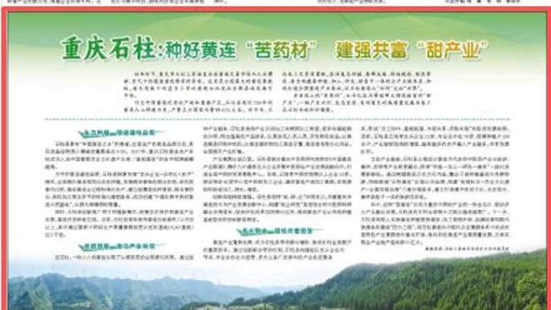 人民日报看重庆｜石柱：种好黄连“苦药材” 建强共富“甜产业”