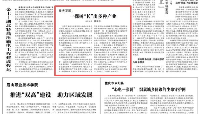 光明日报看重庆｜巫溪：一棵树“长”出多种产业