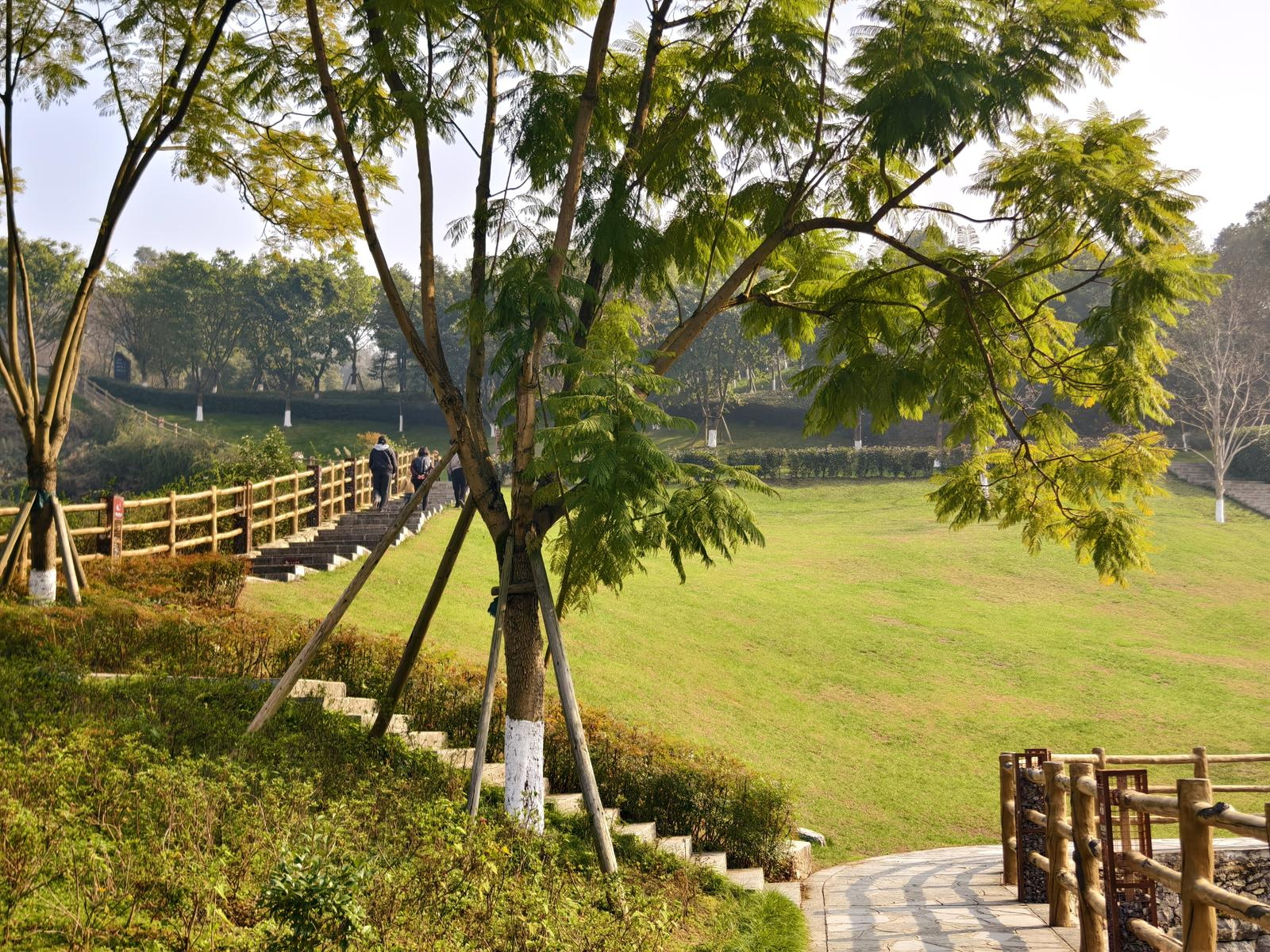 2026年1月15日，时值冬日，重庆铜锣山矿山公园园内依旧绿意盎然。图 刘泳含